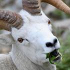TheSheepShifter's Avatar
