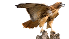 DHawkman's Avatar